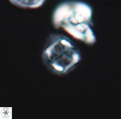 Corollithion kennedyi 12415