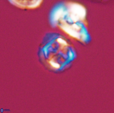 Corollithion kennedyi 12416