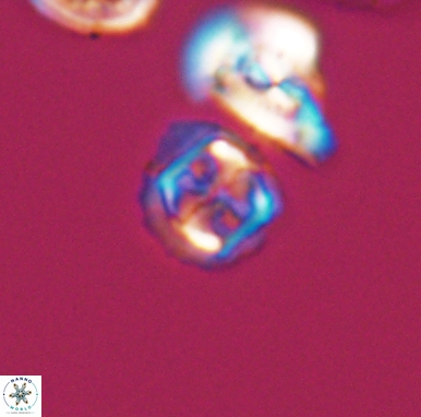 Corollithion kennedyi 12416