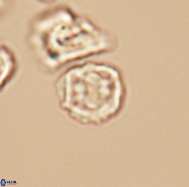 Corollithion kennedyi 12417