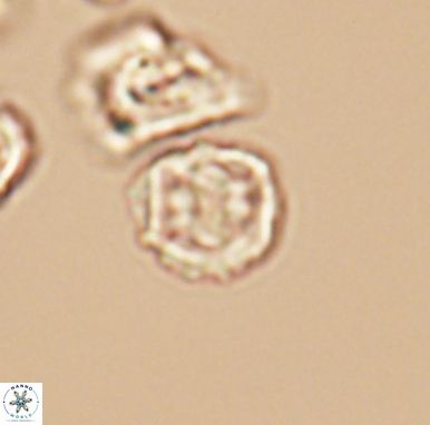 Corollithion kennedyi 12417