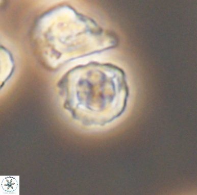 Corollithion kennedyi 12418