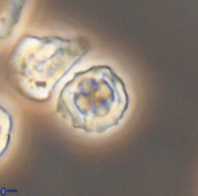 Corollithion kennedyi 12419