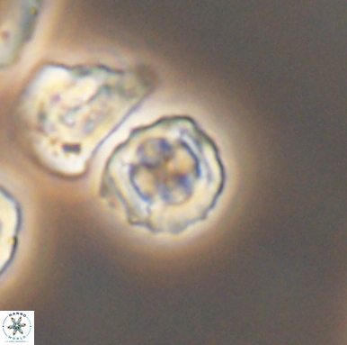 Corollithion kennedyi 12419