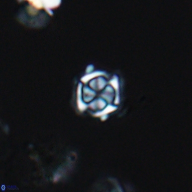 Corollithion kennedyi 12384