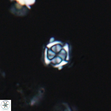 Corollithion kennedyi 12384