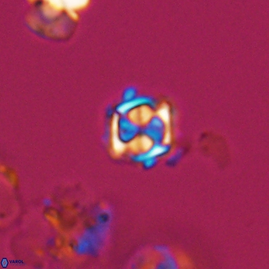 Corollithion kennedyi 12385