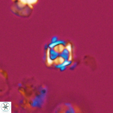 Corollithion kennedyi 12385