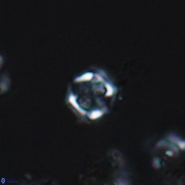 Corollithion kennedyi 12386