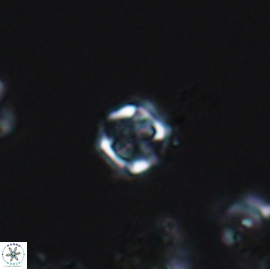 Corollithion kennedyi 12386