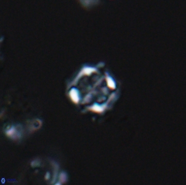 Corollithion kennedyi 12388