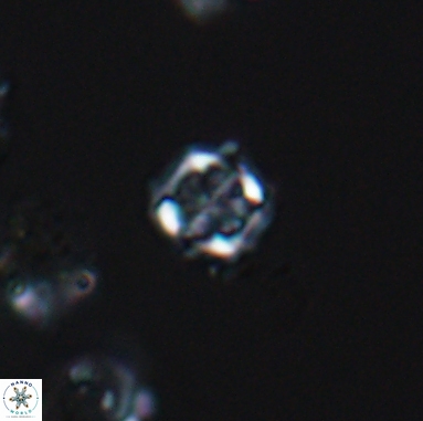 Corollithion kennedyi 12388