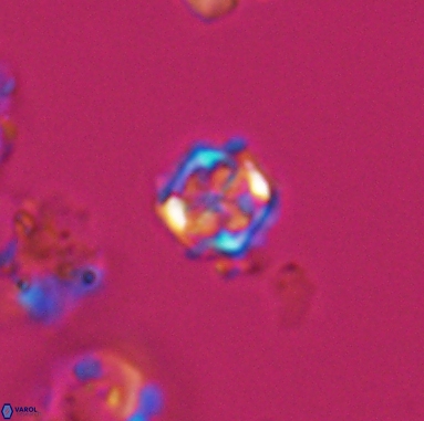 Corollithion kennedyi 12389