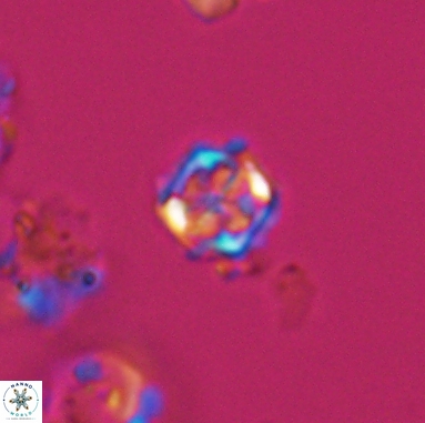 Corollithion kennedyi 12389