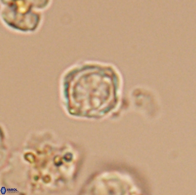 Corollithion kennedyi 12390