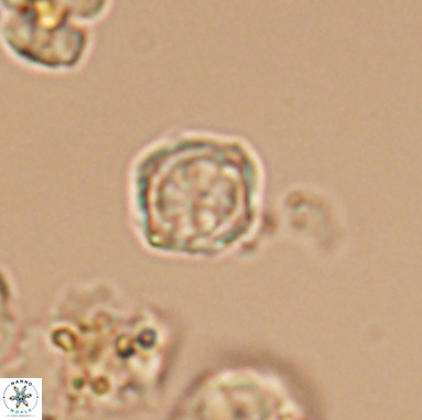 Corollithion kennedyi 12390