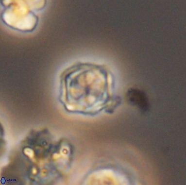 Corollithion kennedyi 12391