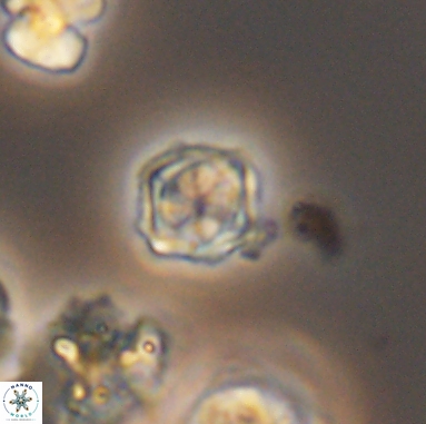Corollithion kennedyi 12391