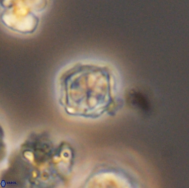 Corollithion kennedyi 12392