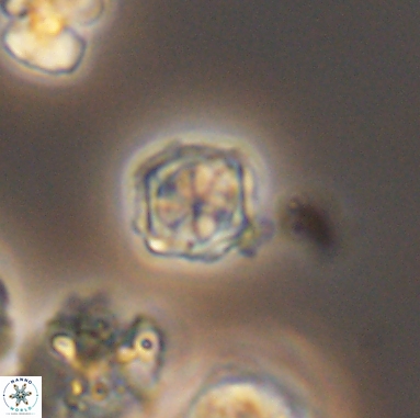 Corollithion kennedyi 12392