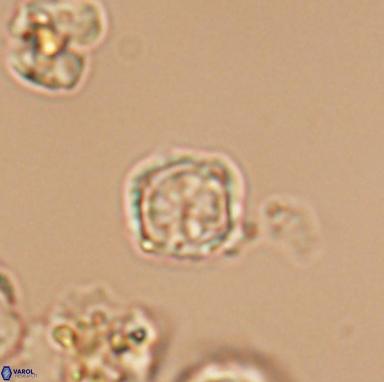 Corollithion kennedyi 12393