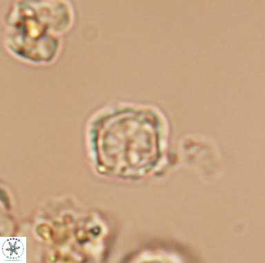 Corollithion kennedyi 12393