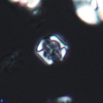 Corollithion kennedyi 7875