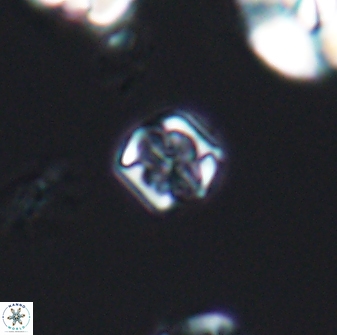 Corollithion kennedyi 7875