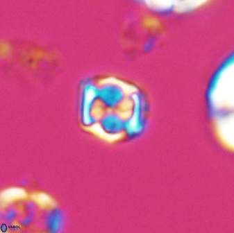 Corollithion kennedyi 7877