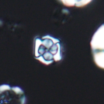 Corollithion kennedyi 7878