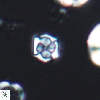 Corollithion kennedyi 7878