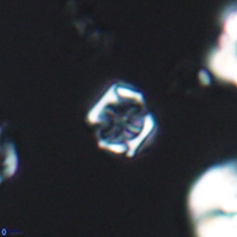 Corollithion kennedyi 7879