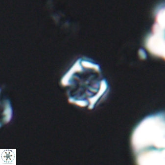 Corollithion kennedyi 7879