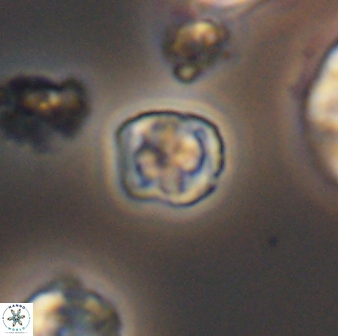 Corollithion kennedyi 7881