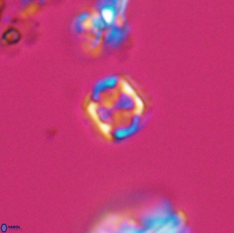 Corollithion kennedyi 7920