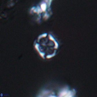 Corollithion kennedyi 7921