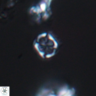 Corollithion kennedyi 7921