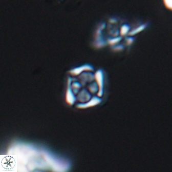 Corollithion kennedyi 7922