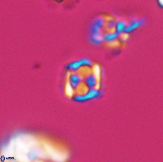 Corollithion kennedyi 7923