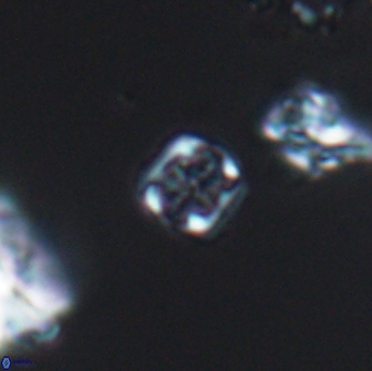 Corollithion kennedyi 7924