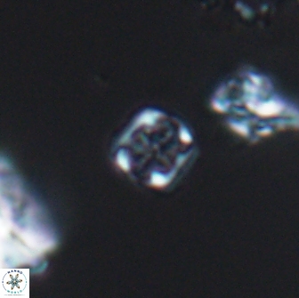 Corollithion kennedyi 7924