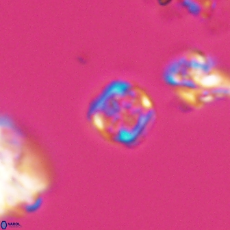 Corollithion kennedyi 7925