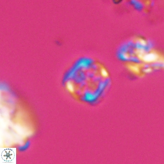 Corollithion kennedyi 7925