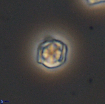 Corollithion kennedyi 8140