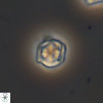 Corollithion kennedyi 8140