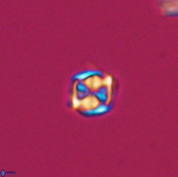 Corollithion kennedyi 8134