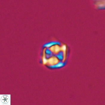 Corollithion kennedyi 8134