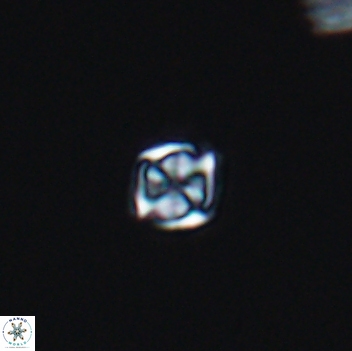 Corollithion kennedyi 8135
