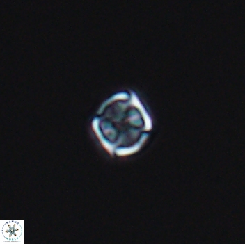 Corollithion kennedyi 8136