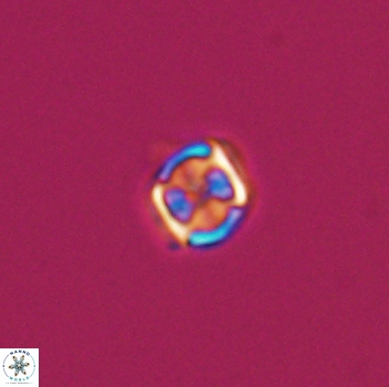Corollithion kennedyi 8137